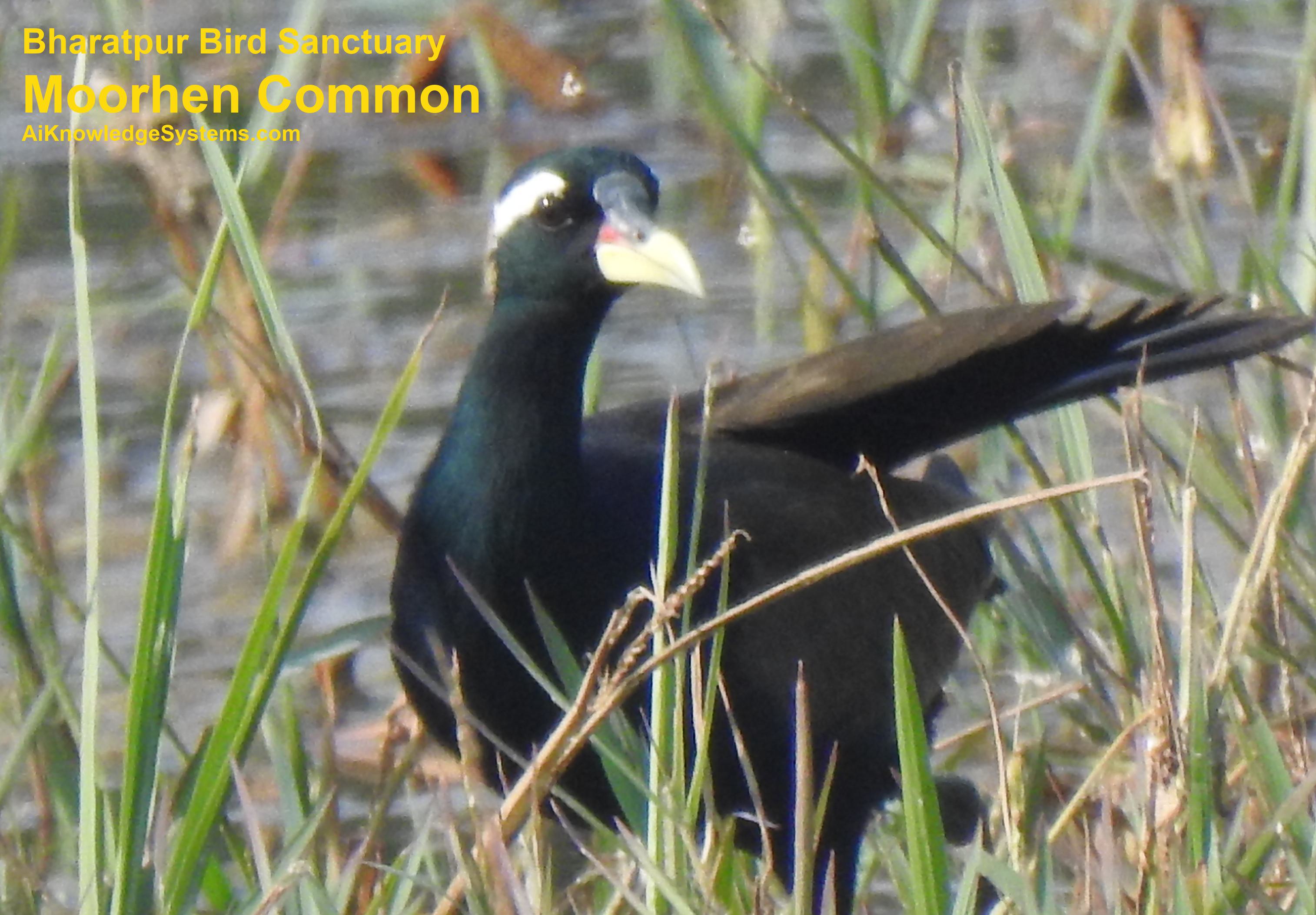 Moorhen Common (11) Coming Soon